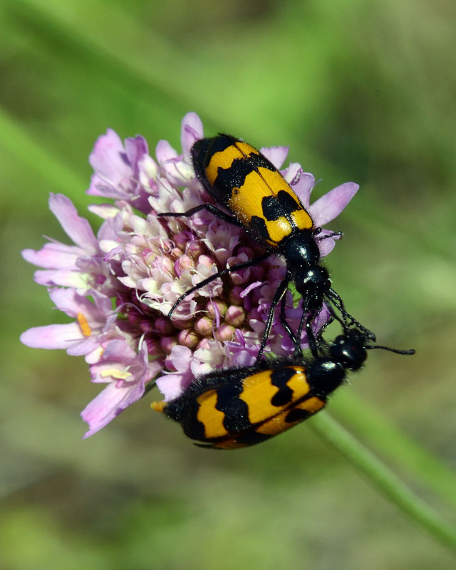 Meloidae Mylabris variabilis ?